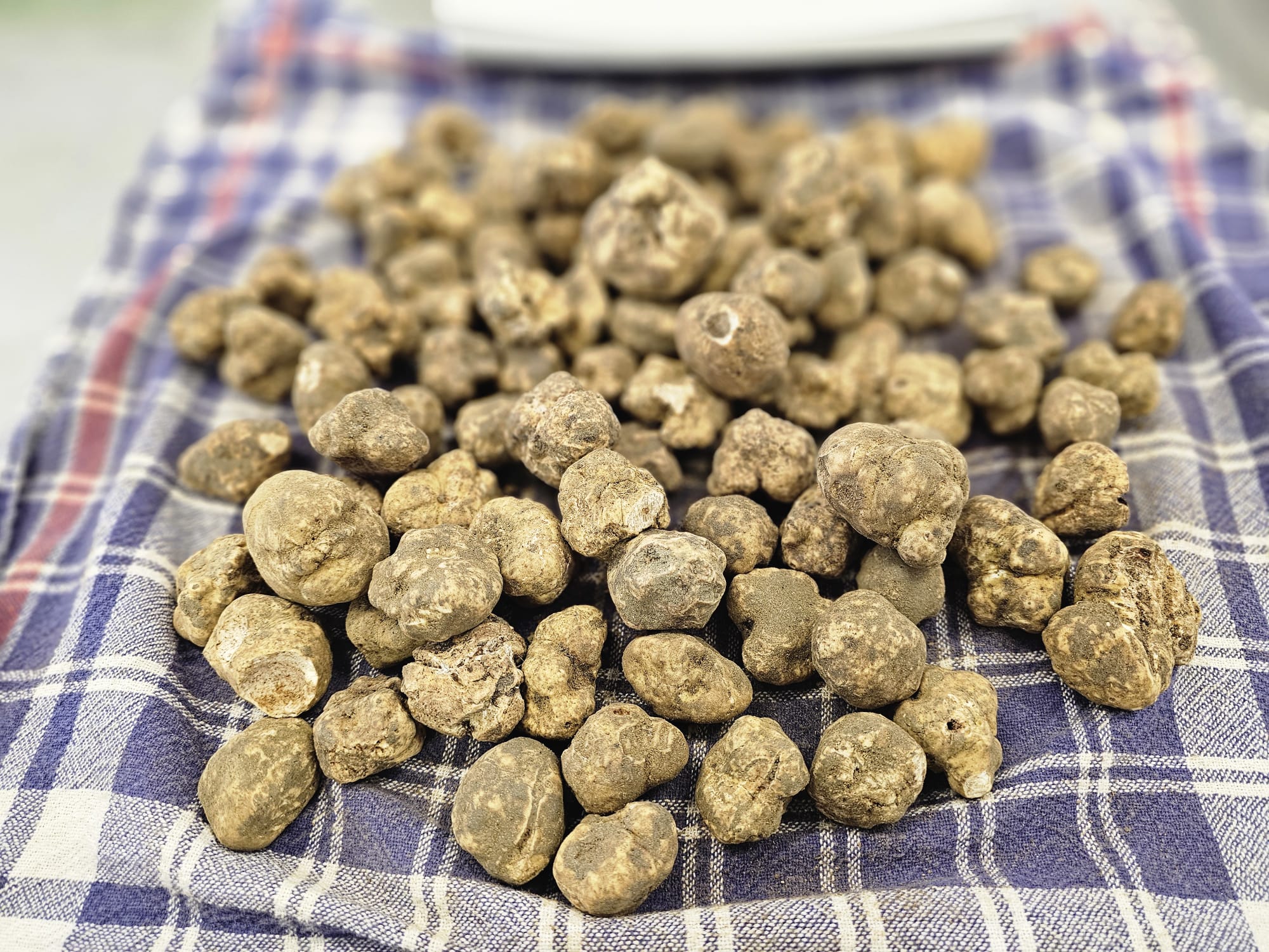 Tuber - Weiße Trüffel (Tuber magnatum pico) in Gramm (Verkaufsgewicht) 