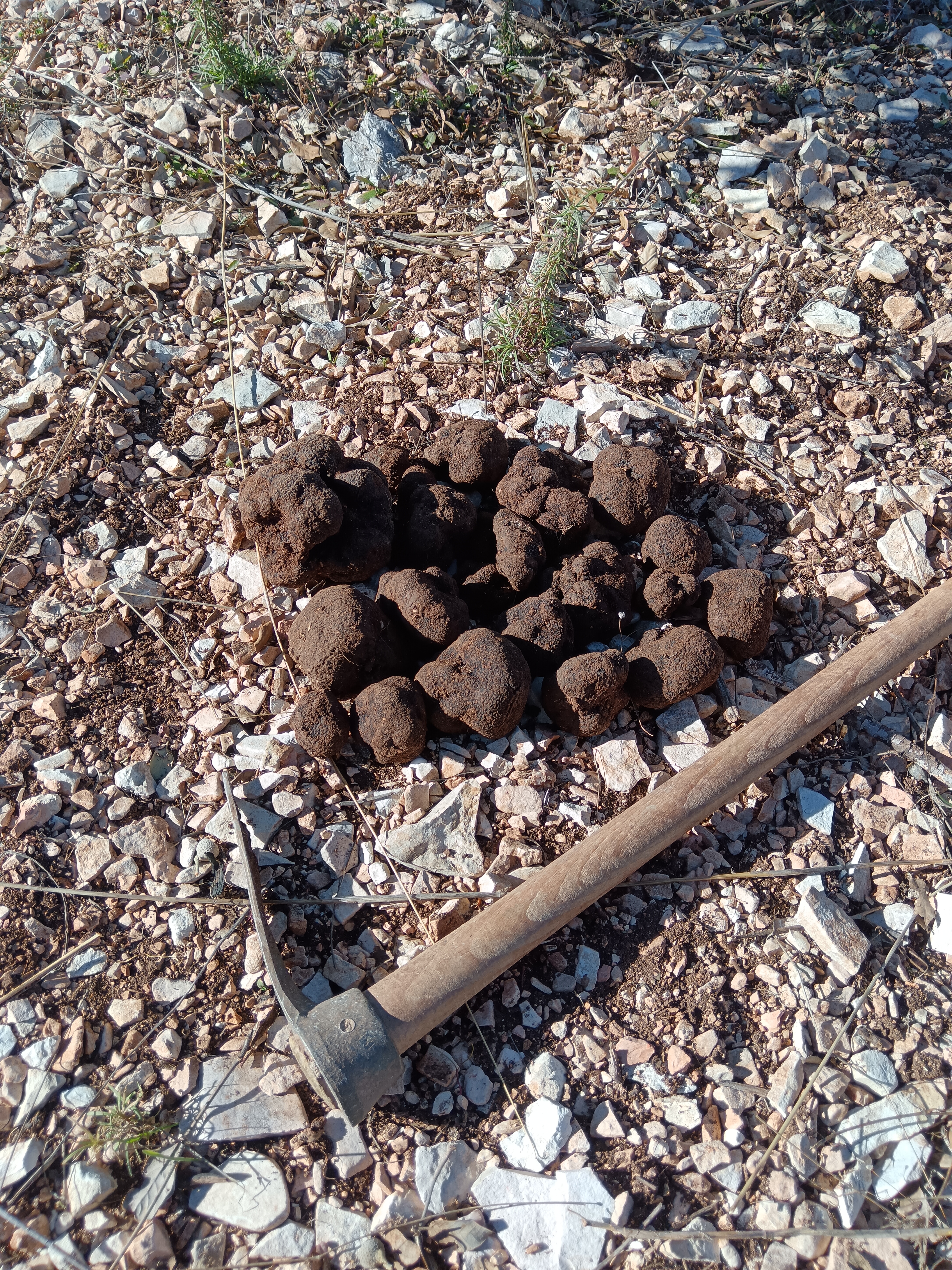 Tuber - Wintertrüffel (Tuber melanosporum) in Gramm (Verkaufsgewicht) 