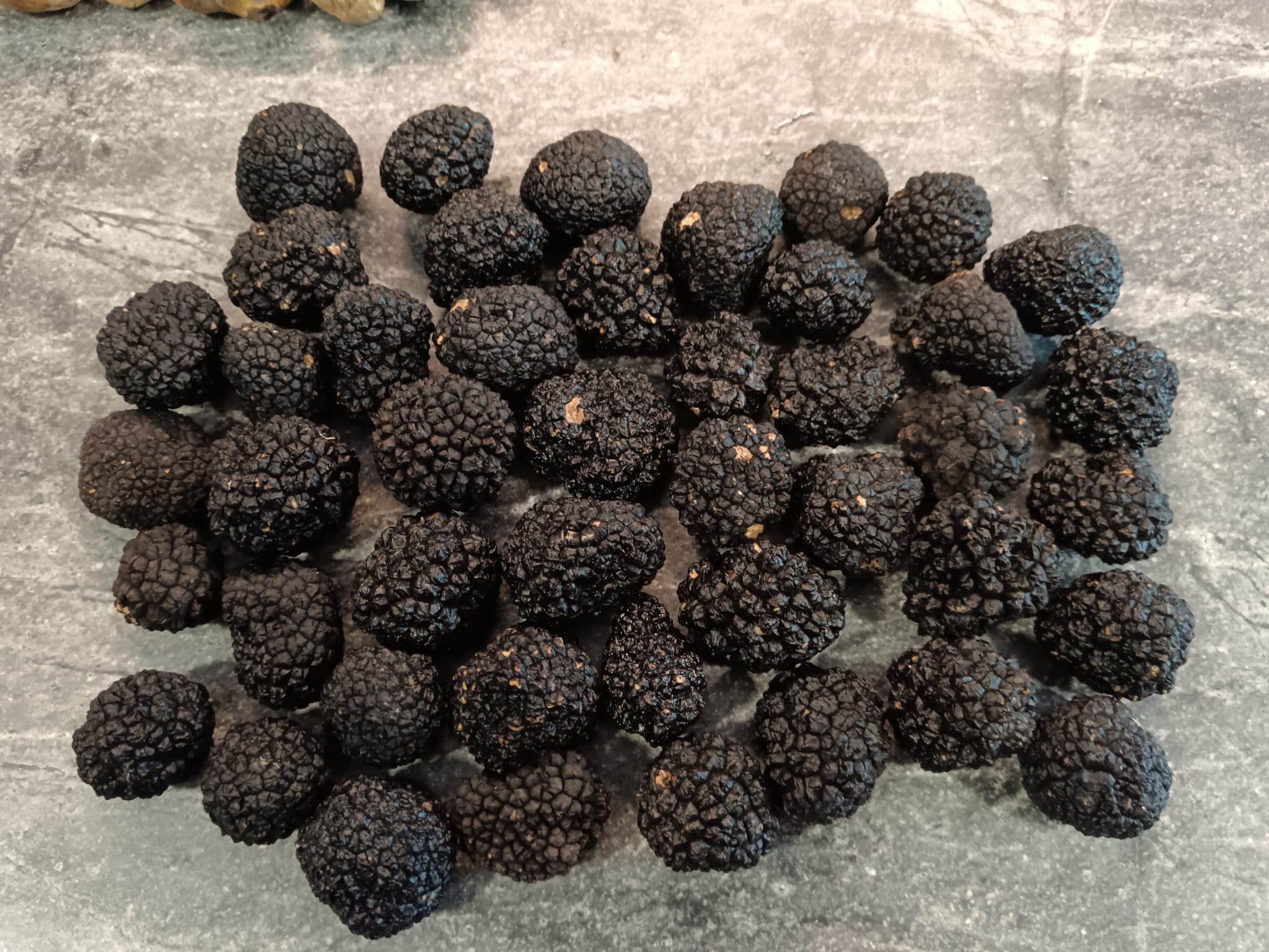 Tuber - Herbsttrüffel (Tuber uncinatum) in Gramm (Verkaufsgewicht)