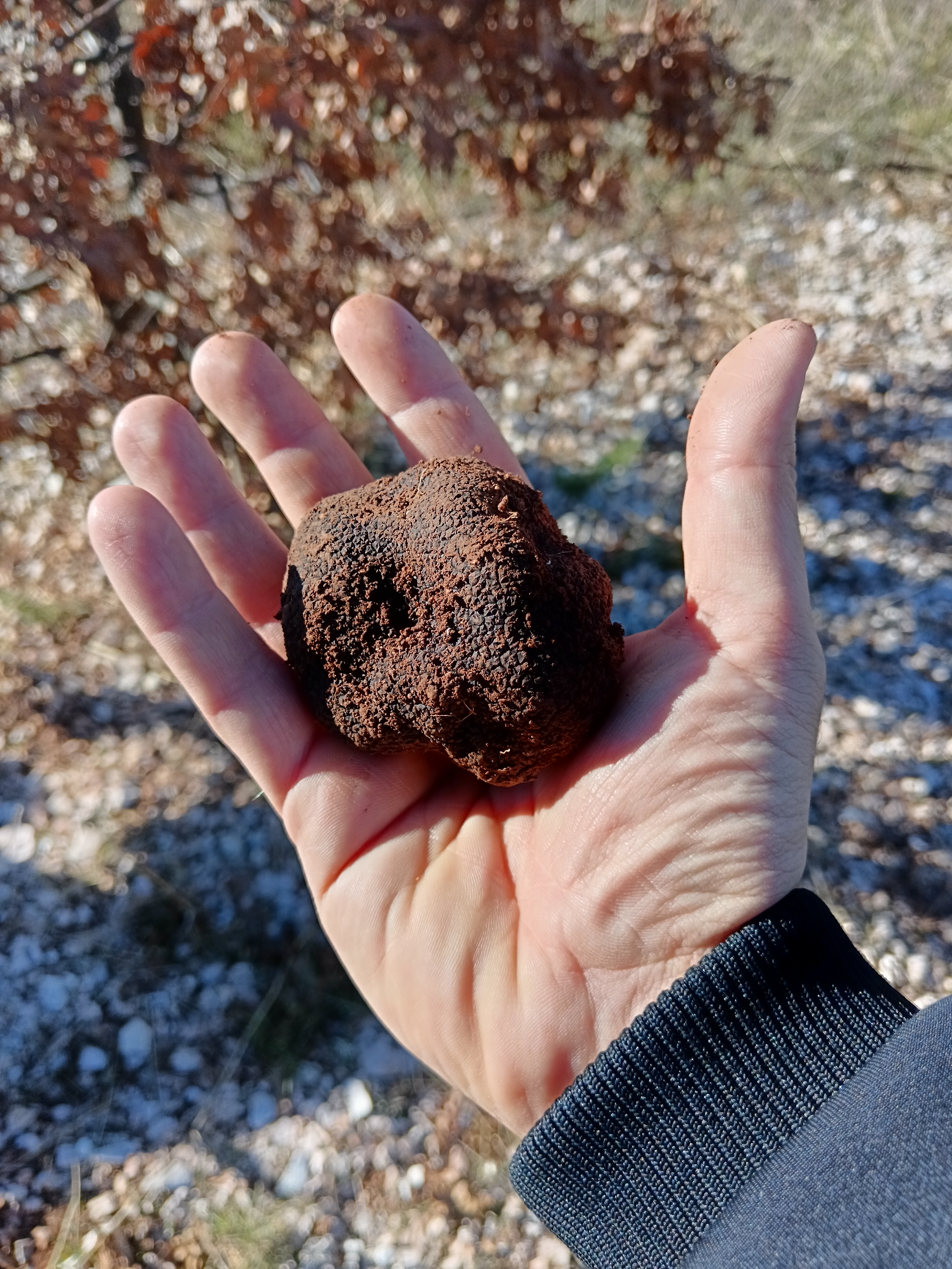 Tuber - Wintertrüffel (Tuber melanosporum) in Gramm (Verkaufsgewicht) 
